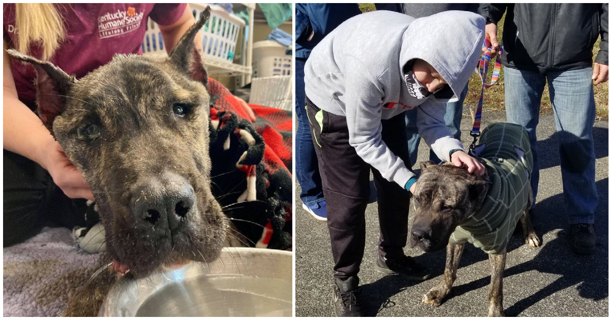 Ethan, the dog found starved after being left in cage for weeks, reunites with the family who