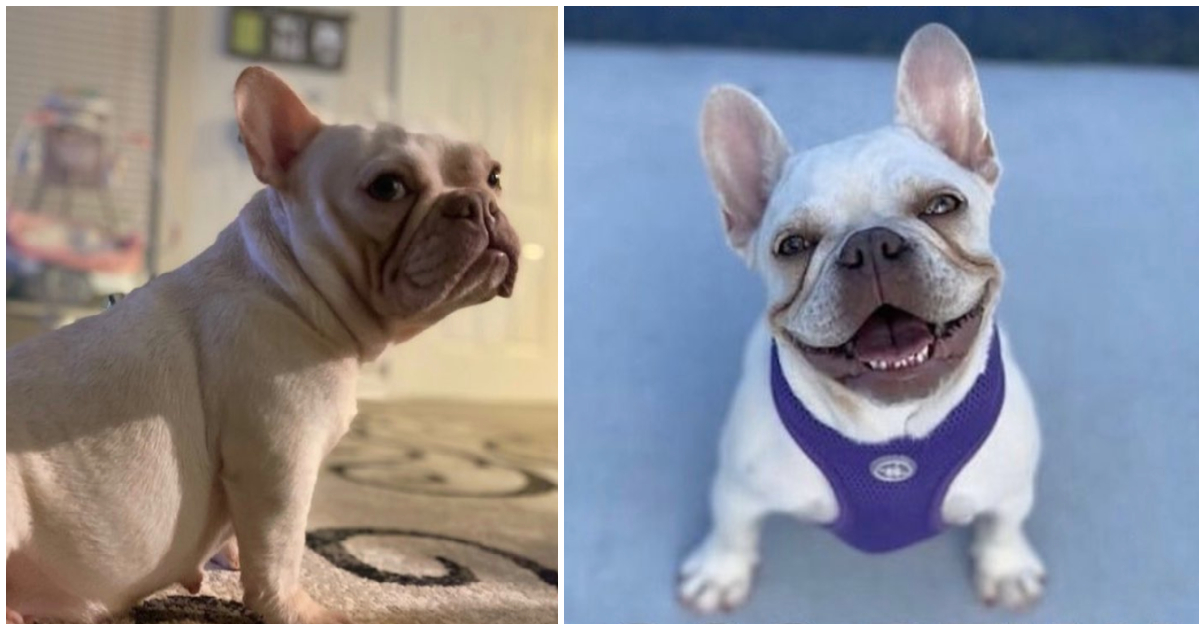 Man offers $55,000 reward after his pregnant French bulldog goes missing