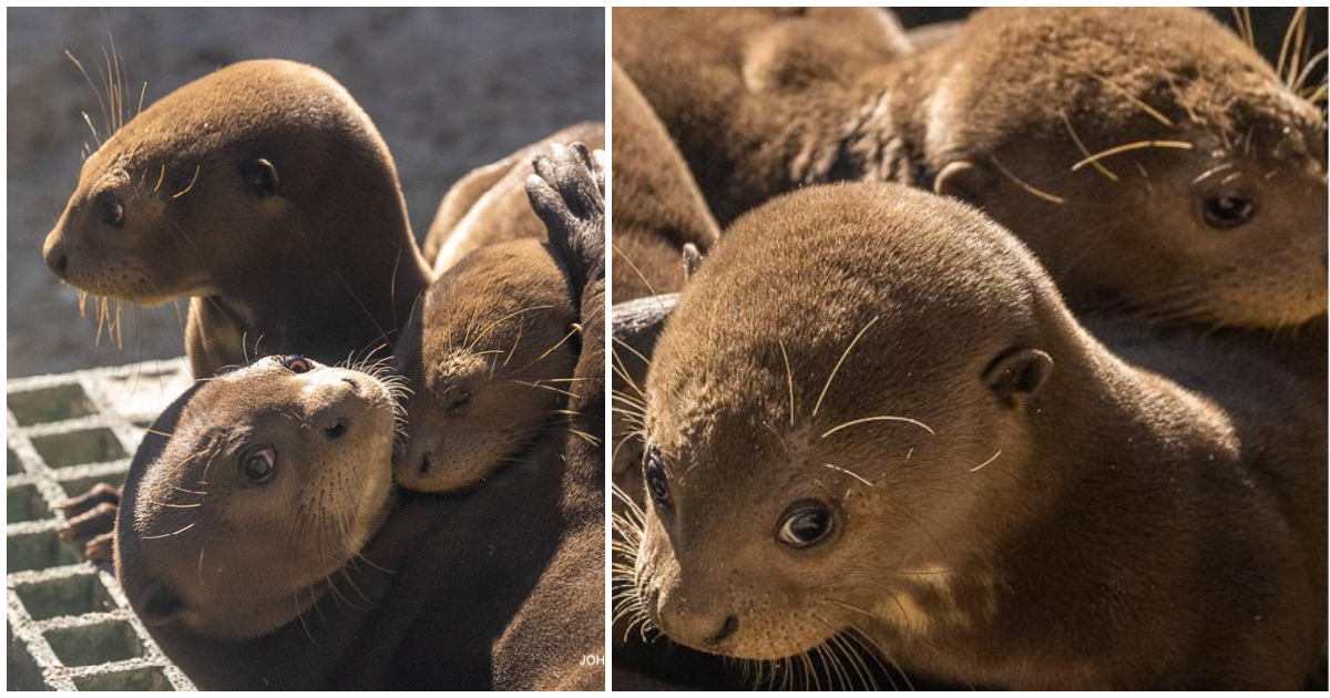 Zoo celebrates the birth of three endangered giant otters