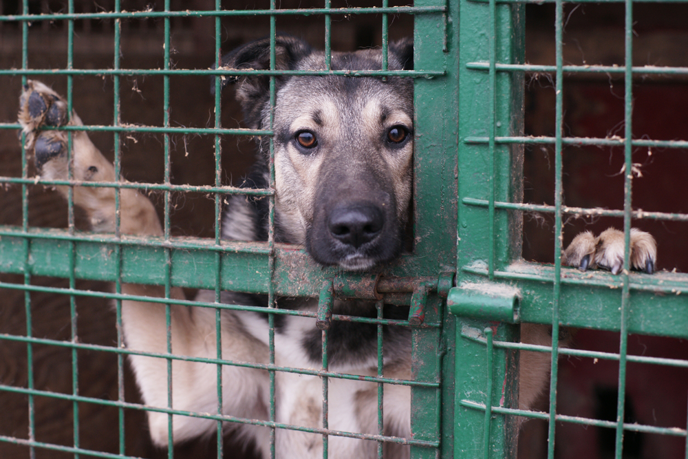 Los Angeles becomes a 'no-kill' animal shelter city for the first time