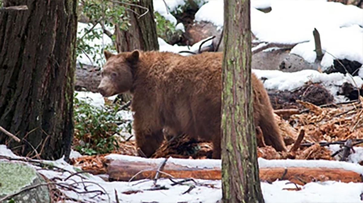 Yosemite Bear HD Stock Images | Shutterstock