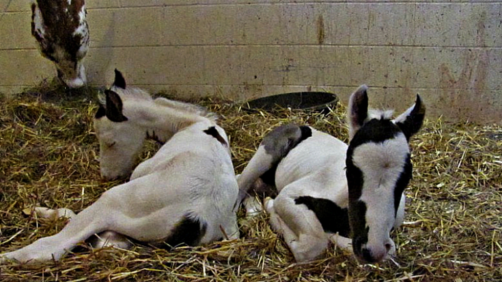 Old pregnant mare beats the odds to give birth to &#39;rare&#39; healthy twin foals