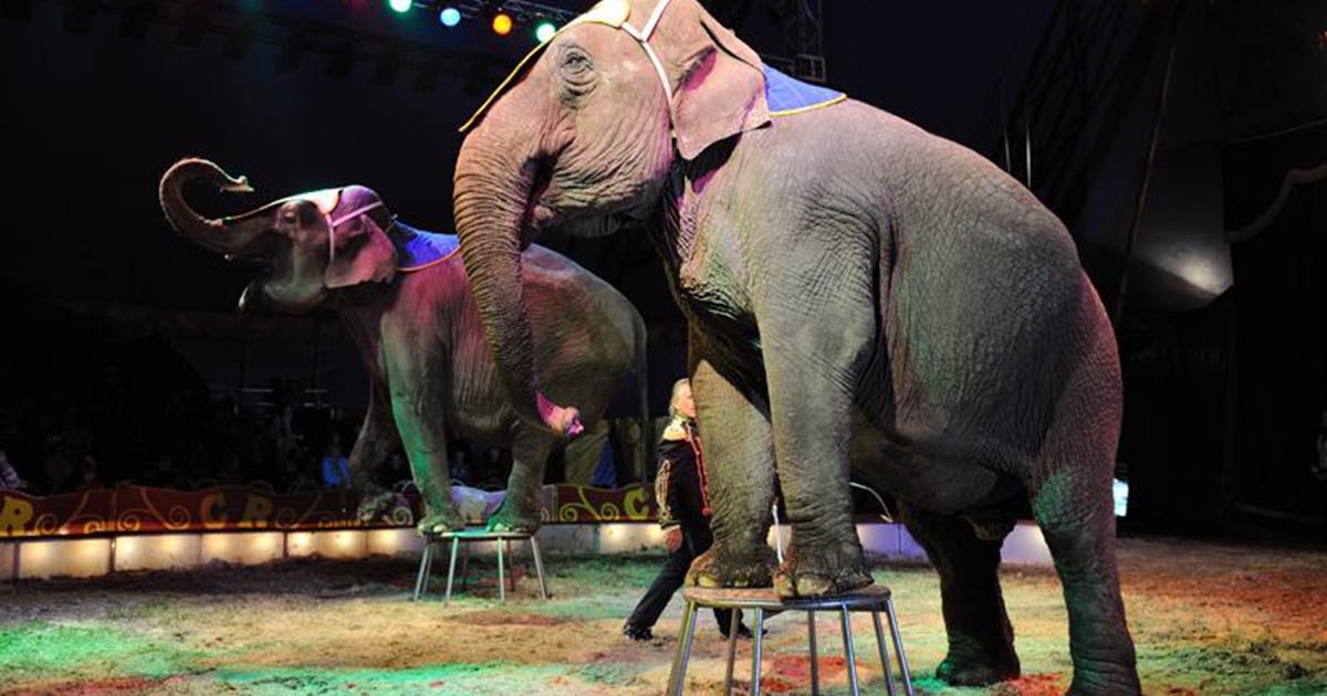 djur på cirkus argument