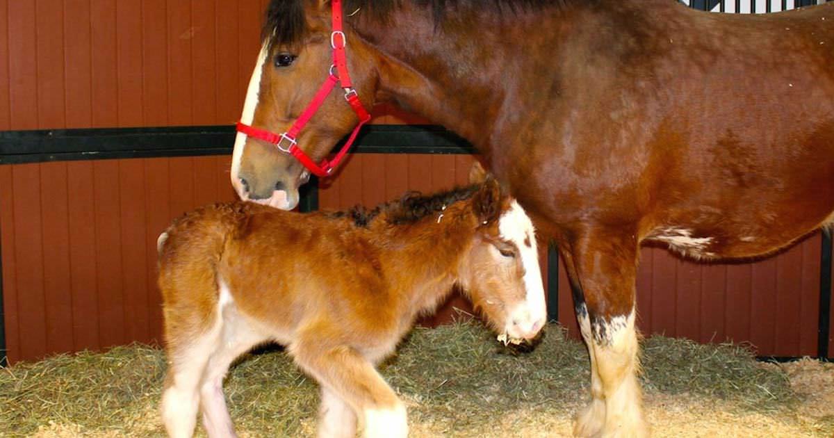 Кличка для жеребенка мальчика. Кличка жеребенка. Кличка жеребенка 2 класс. Имя для жеребенка мальчика. Жеребенок кличка примеры.