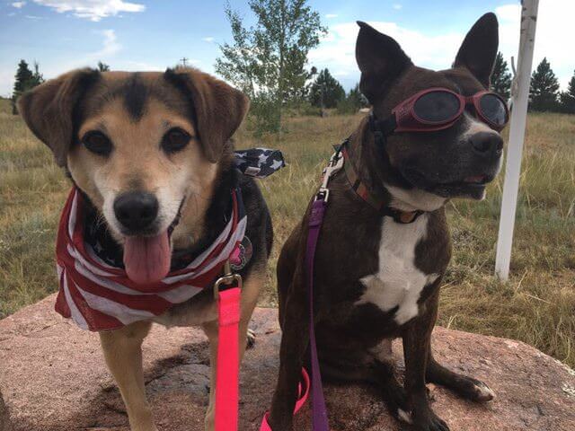 Yola och Boogy