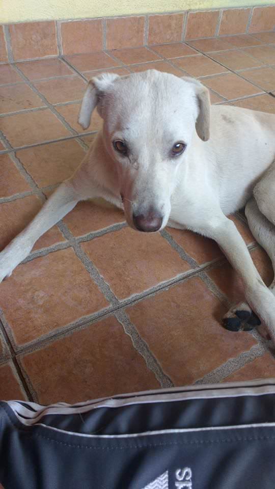 Enzo