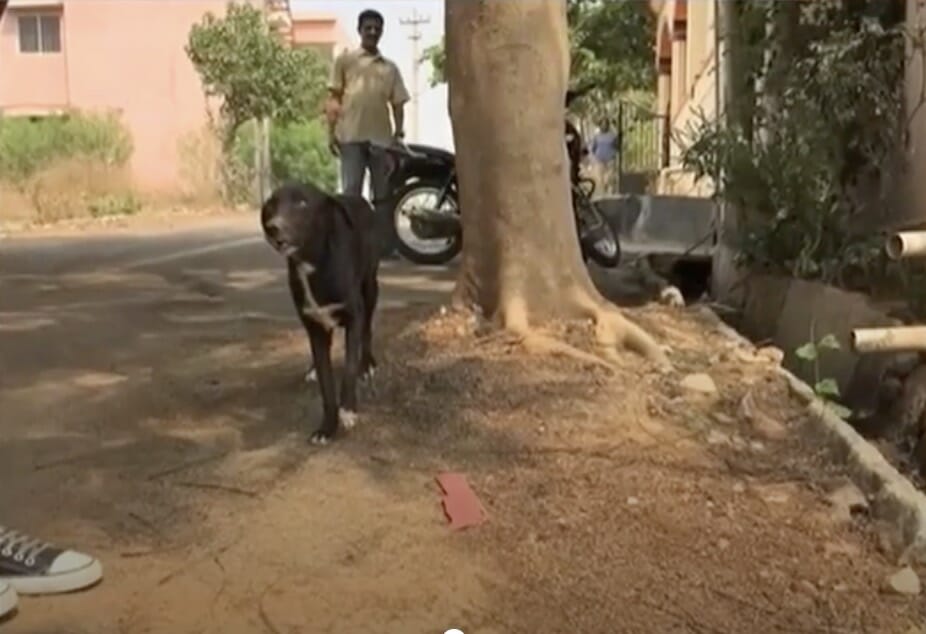 Ammu, hund
