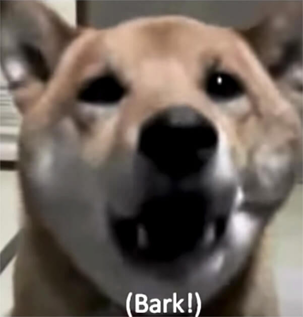 Hund skäller