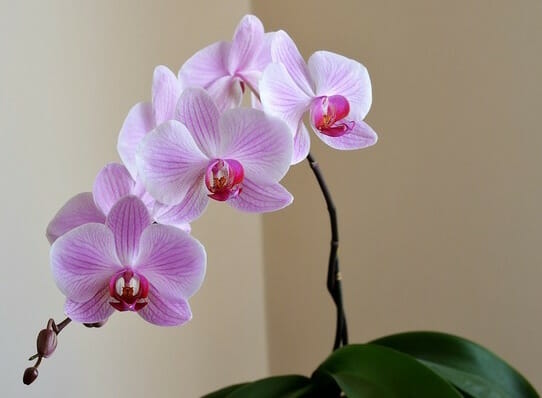 orchid