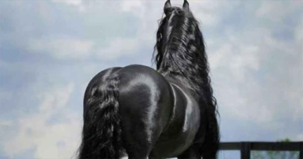 helt svart häst