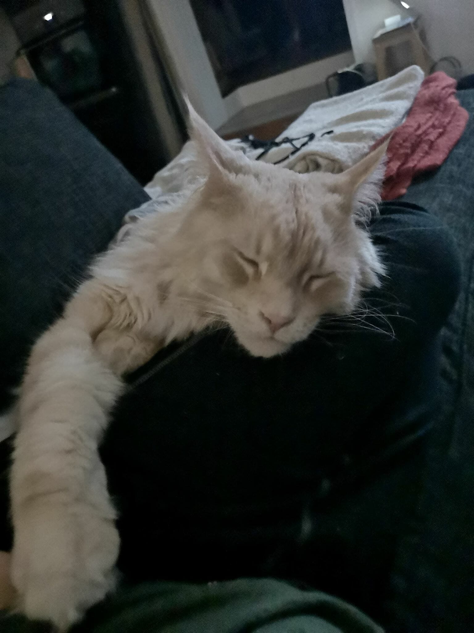 Maine Coon-katten CC