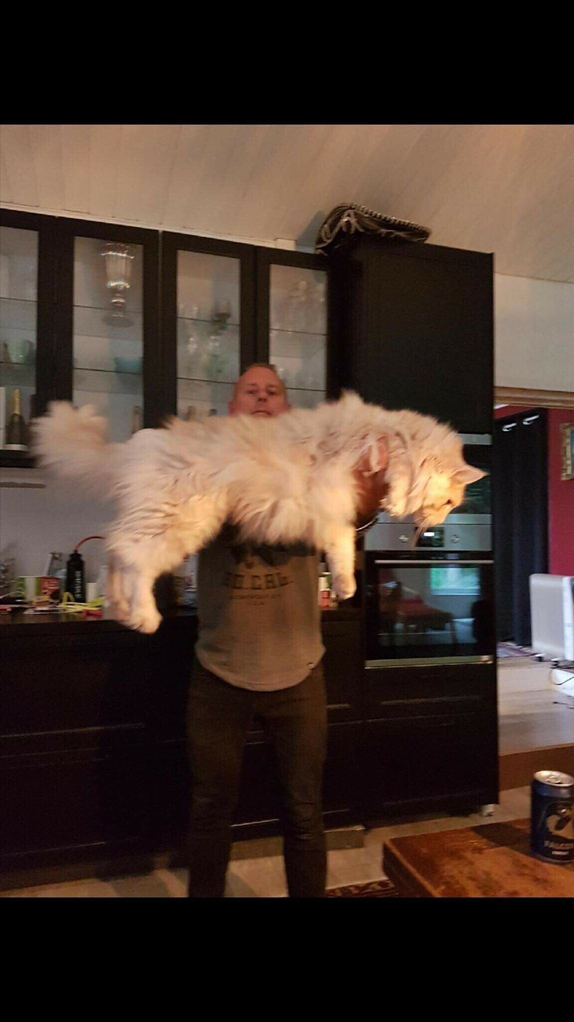Maine Coon-katten CC