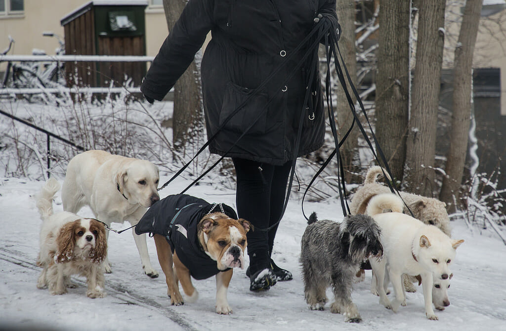 Hund dog i farlig sjukdom nu varnas alla hundägare för smittan som sprids