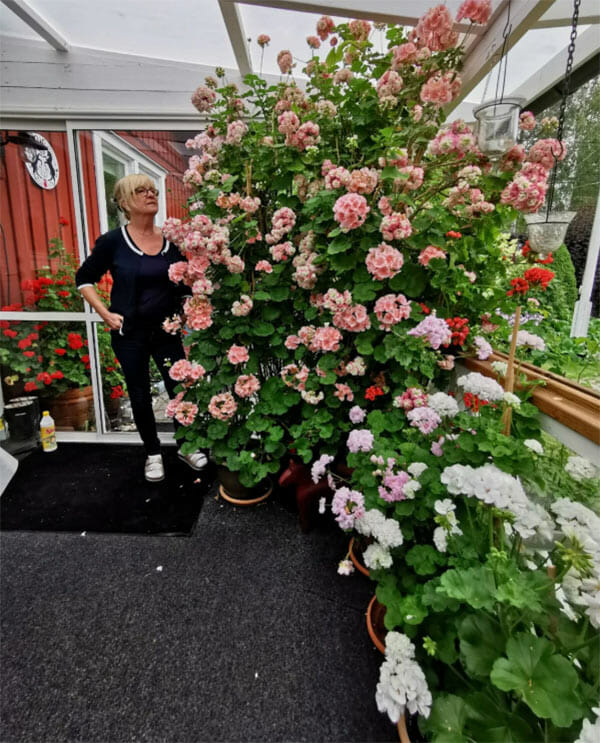 gun-marie nyström jonsson, pelargoner, appleblossom rosebud
