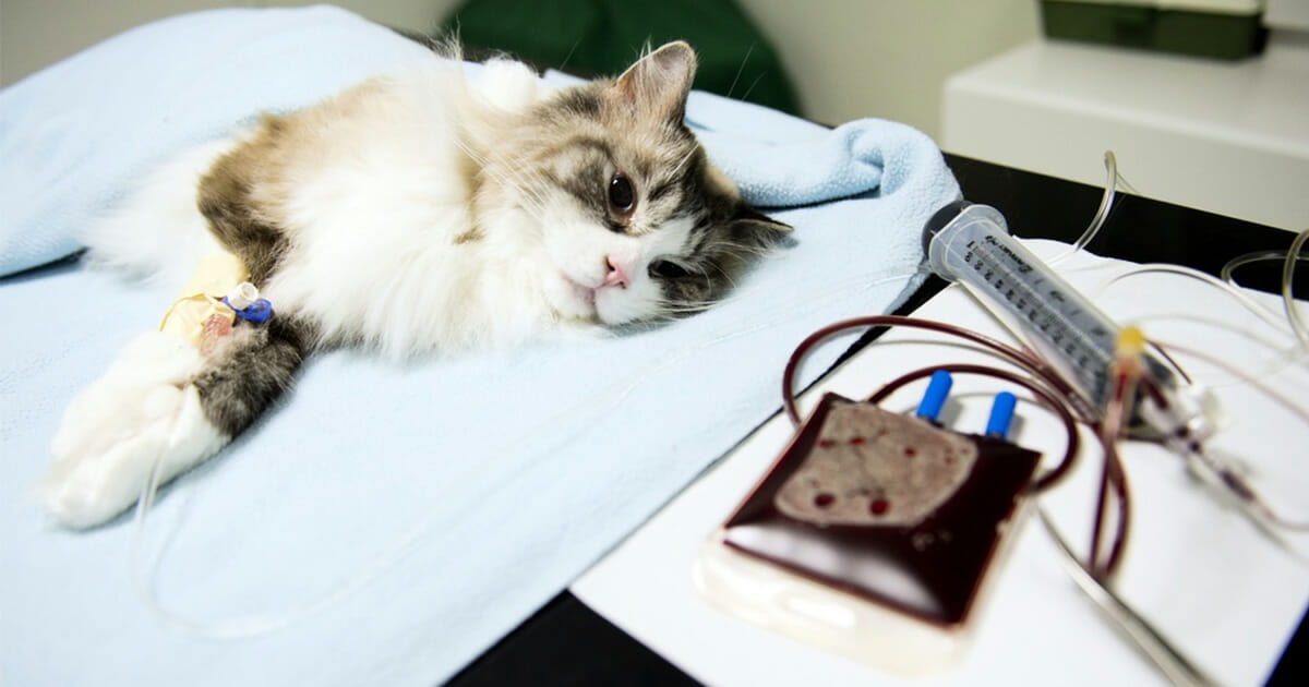 Katt ger blod