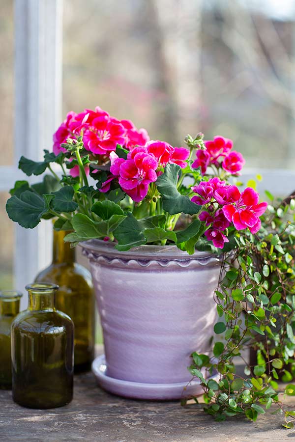 årets pelargon, tango deep rose with eye