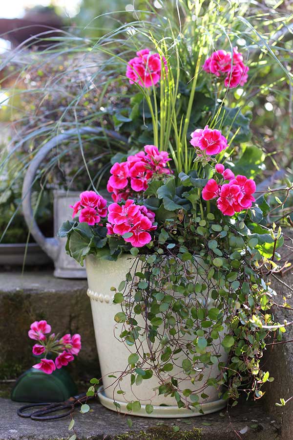 årets pelargon, tango deep rose with eye