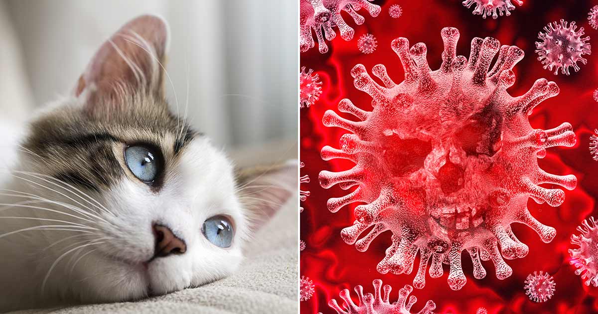 katter, coronavirus, covid-19