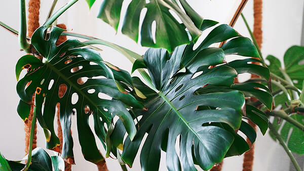 monstera