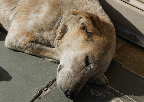 hund, värmeslag