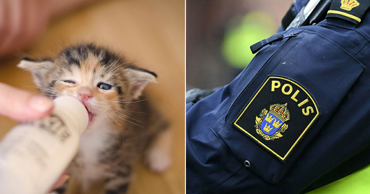Kattunge och polis