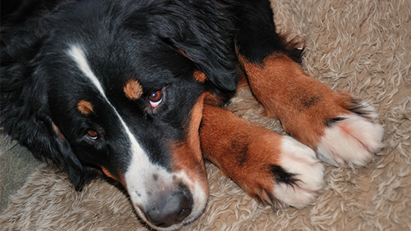 hund