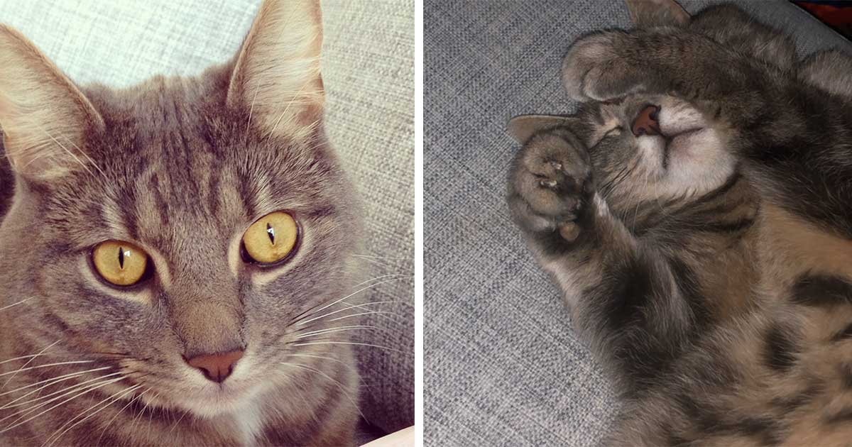 Katten Gunnar