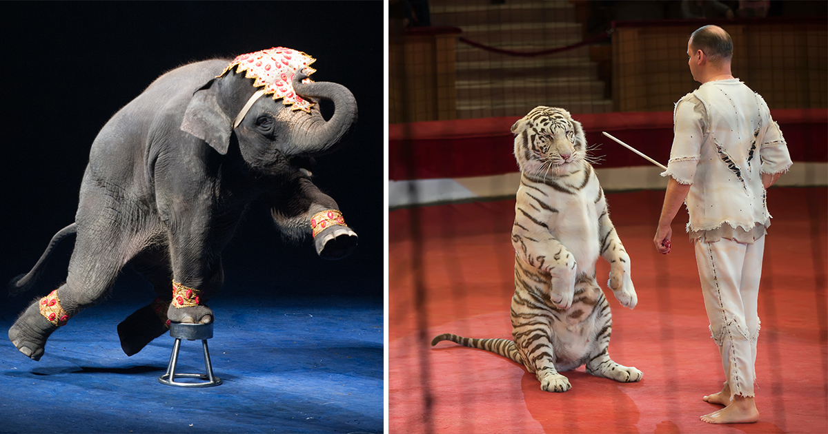 Circus, vilda djur,