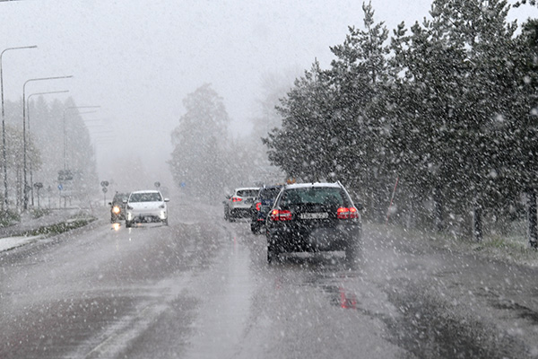 köldsmocka, snö