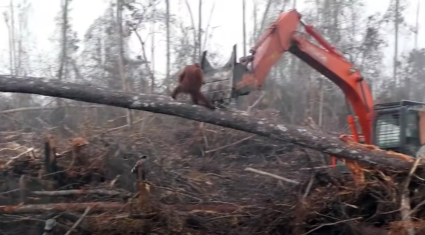 Orangutang slåss mot bulldozer.