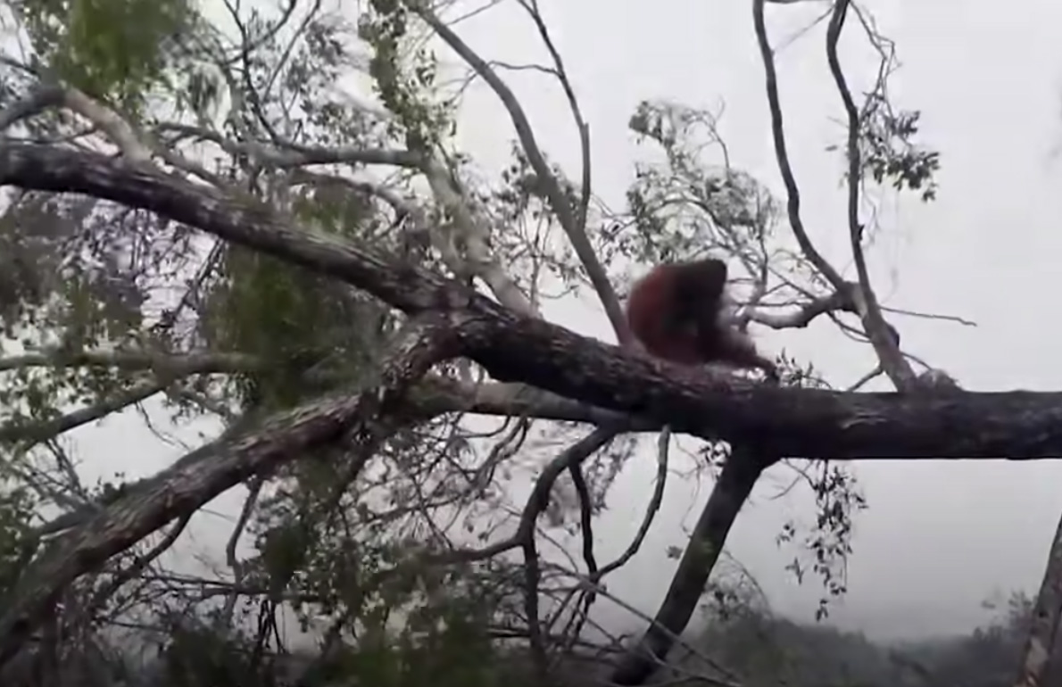 Orangutang får sitt hem förstört.