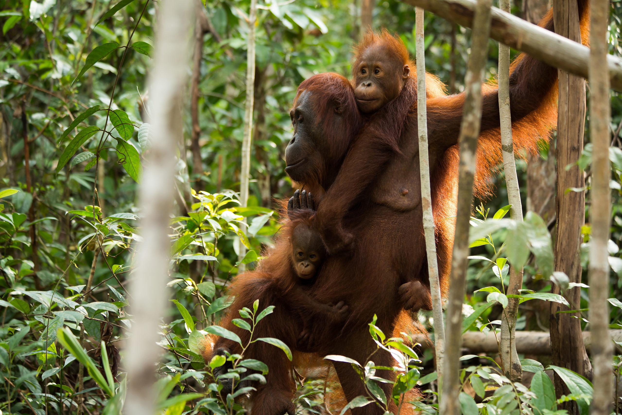 Orangutanger i regnskogen.