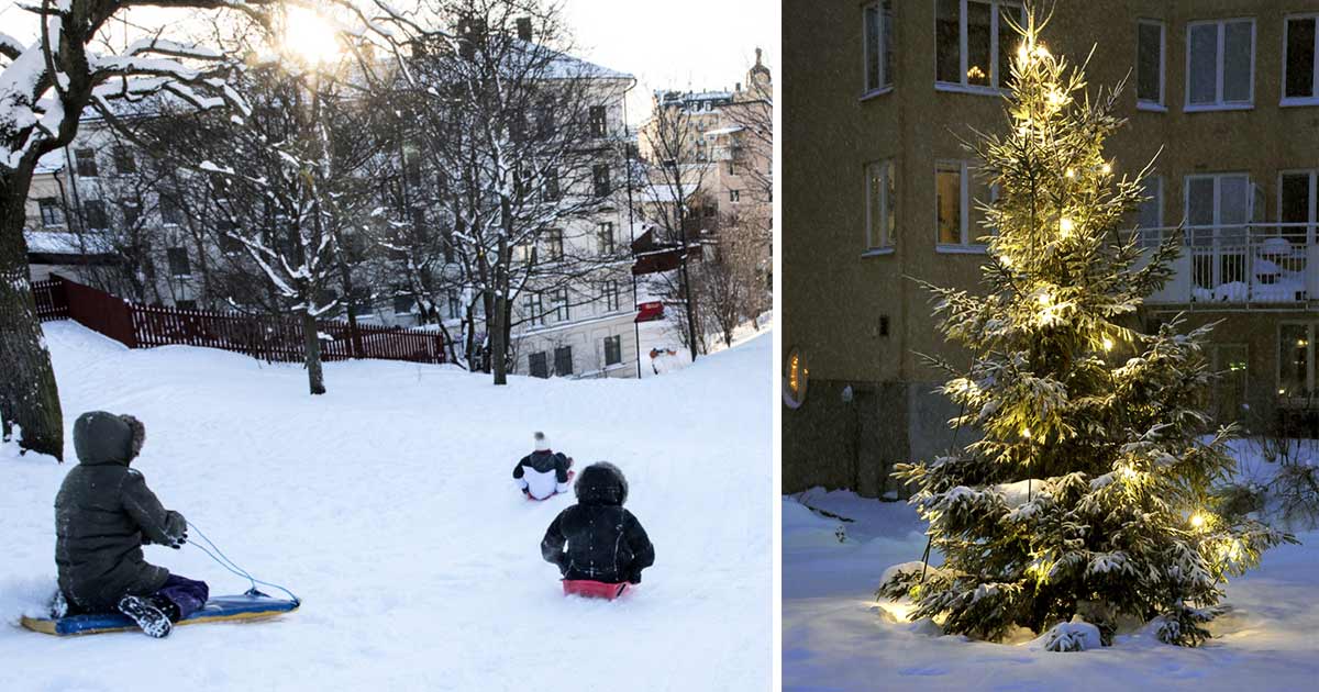 snö, vinter, julgran, pulka