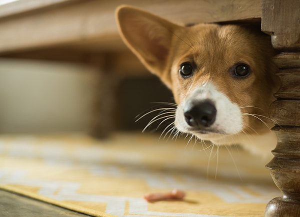 hund, rädd, nyårsafton, fyrverkerier
