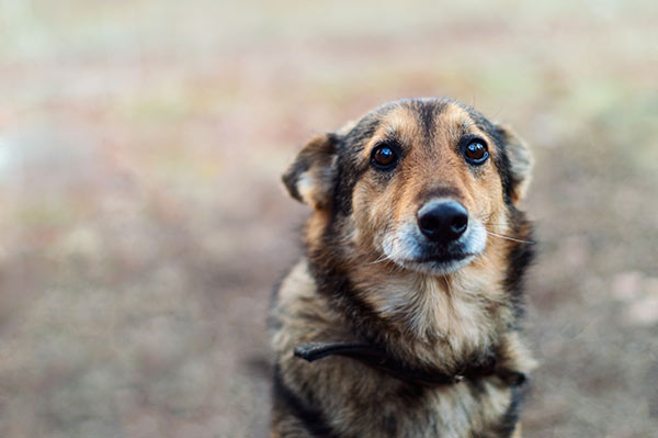 hund