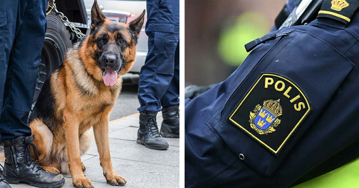 Nu Hyllar Vi Polishunden Lemmy – Tog Fast Misstänkta Gärningsmän Efter ...