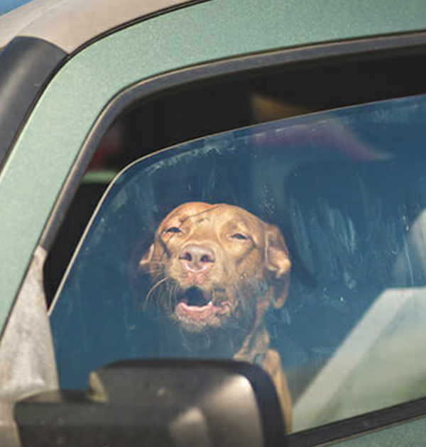 Hund i bil