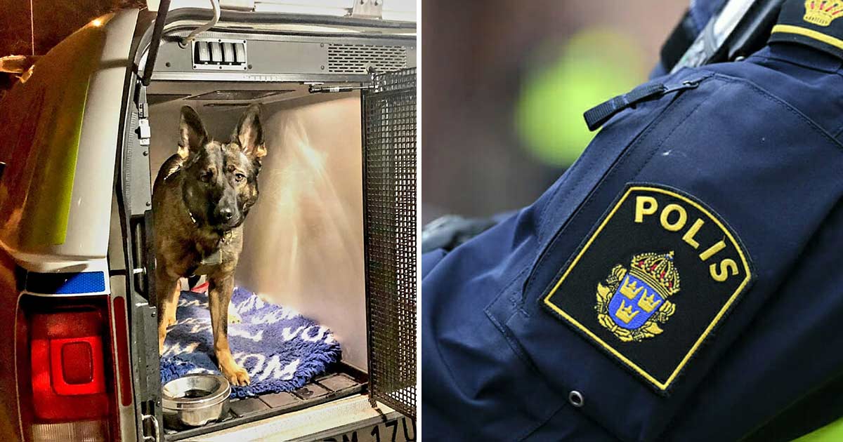 Hurra! Nya Polishunden Yosie Har Gripit Sin Första Bov Och Räddat Liv ...