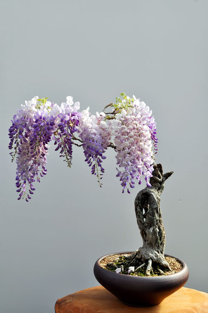 Glicynia Bonsai