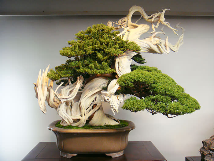 Bonsai 2
