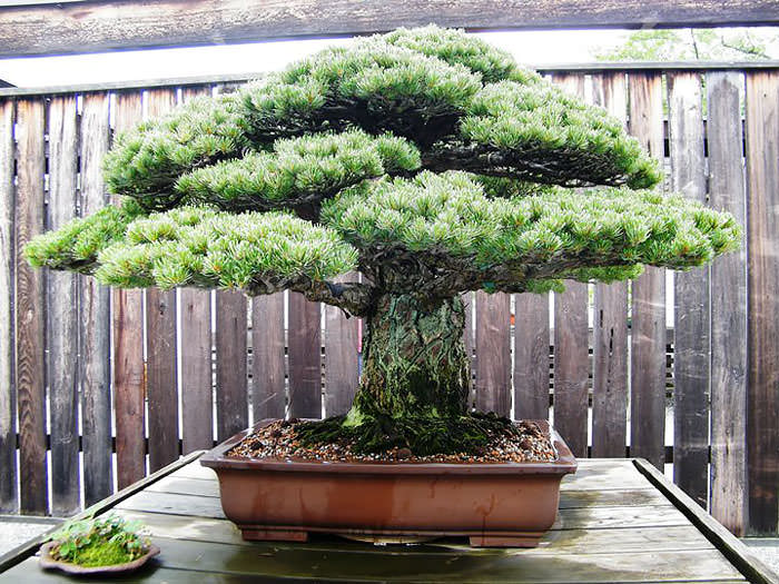 Bonsai 4