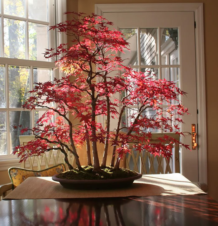 Drzewko Bonsai