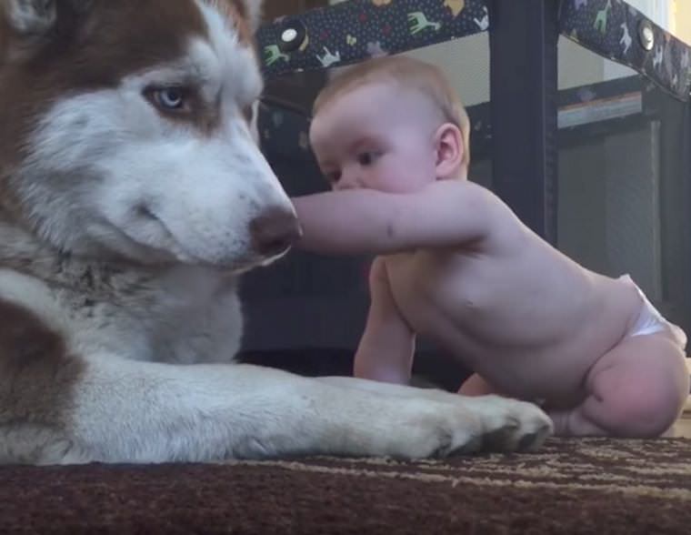 Husky i dziecko