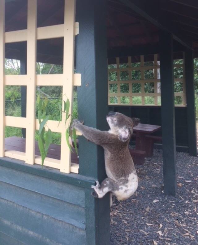 Koala przybity do słupka