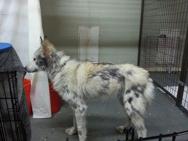 Na zdjęciu znajduje się Castiel, którego sierść odrasta, ale wciąż jest dość wyliniały