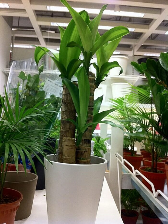 Na zdjęciu znajduje się dracena wonna