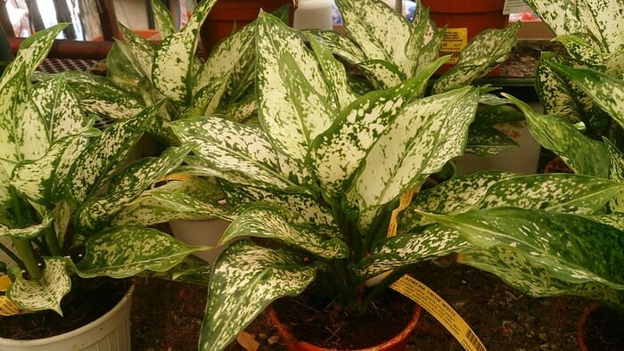 Na zdjęciu znajduje się aglaonema