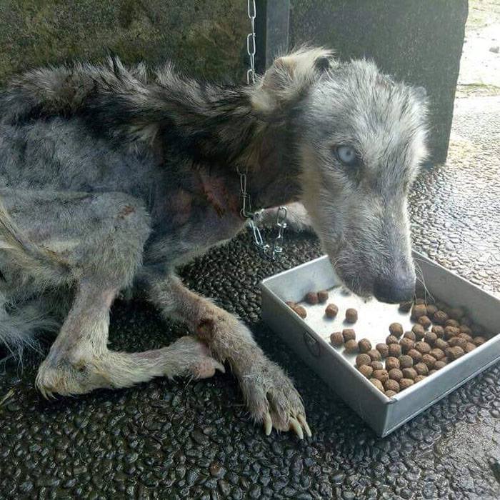 Wychudzona, wyliniała Hope - jej stan jest krytyczny