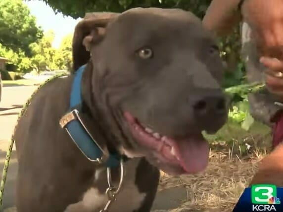 Pitbull Sasha