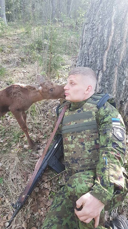 Prikko podczas spotkania z łosiem